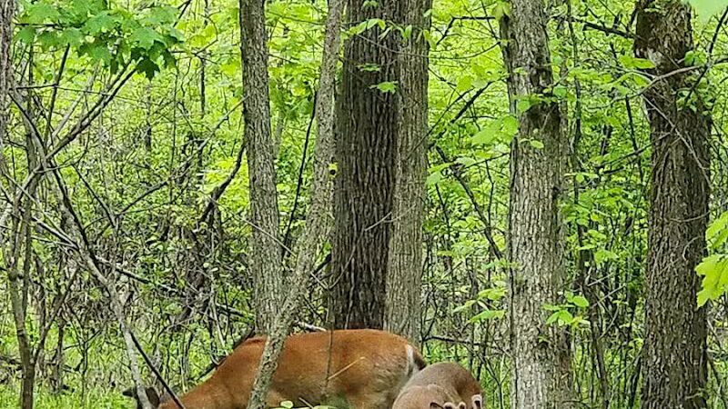 Waterfall Loop Trail - Dearborn,