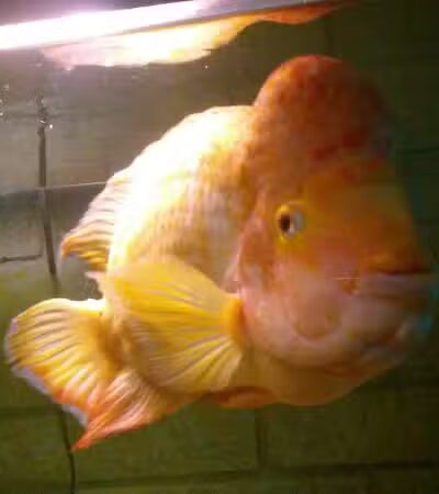 Westwood-Ross Park - Dearborn,