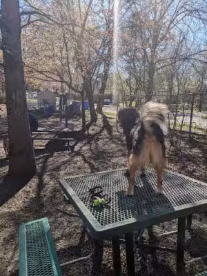Oakhurst Dog Park - Decatur, GA