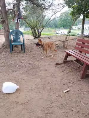 Dedham Dog Park - Dedham, MA