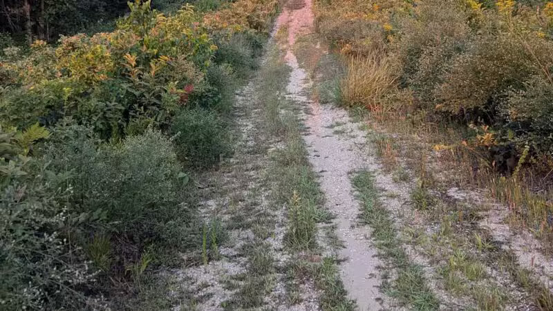 Edgewood Oak Brush Plains Preserve - Deer Park, NY