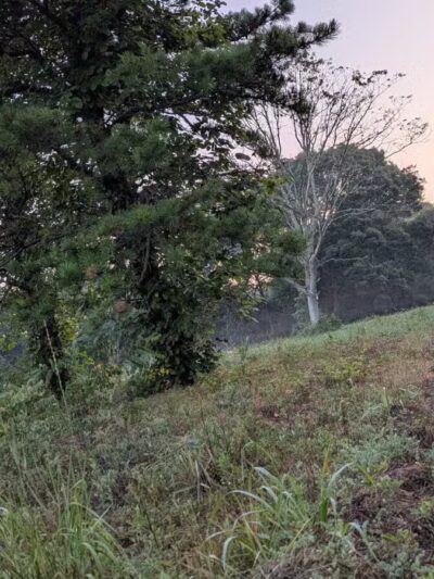 Edgewood Oak Brush Plains Preserve - Deer Park, NY