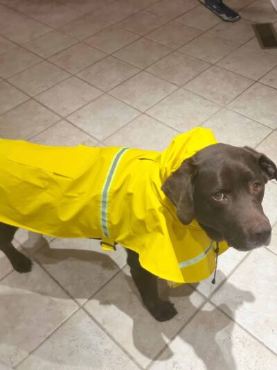 Hounds Town - Commack Rd. - Deer Park, NY