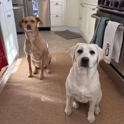 Hounds Town - Commack Rd. - Deer Park, NY
