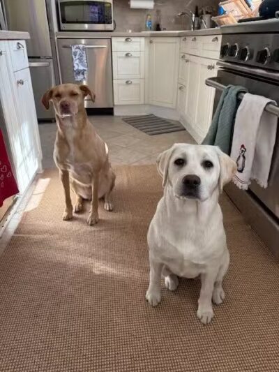 Hounds Town - Commack Rd. - Deer Park, NY