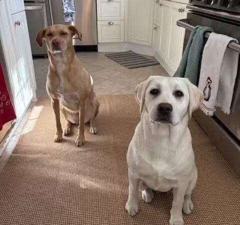 Hounds Town - Commack Rd. - Deer Park, NY