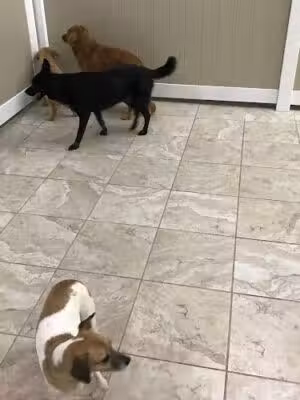 Hounds Town - Commack Rd. - Deer Park, NY