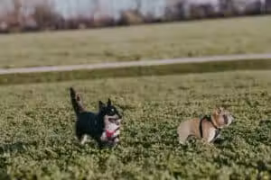 Devine Dog Park - Deerfield, WI