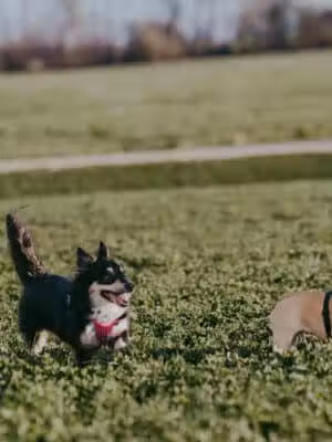 Devine Dog Park - Deerfield, WI