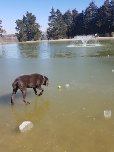 Broemmelsiek Park Off-Leash Dog Area - Defiance, MO