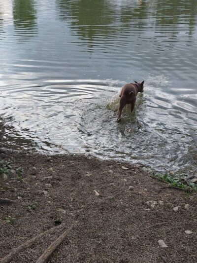 Broemmelsiek Park Off-Leash Dog Area - Defiance, MO