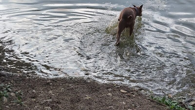 Broemmelsiek Park Off-Leash Dog Area - Defiance, MO