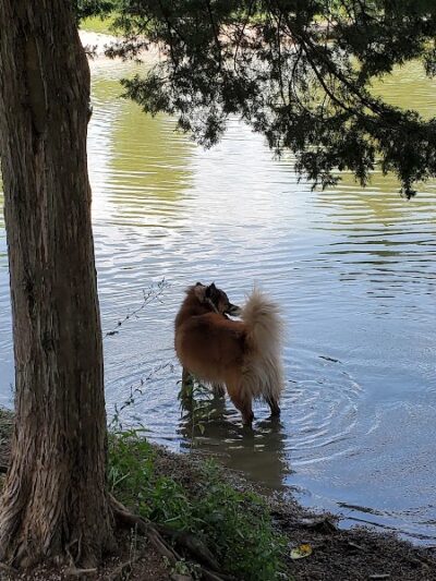 Broemmelsiek Park Off-Leash Dog Area - Defiance, MO