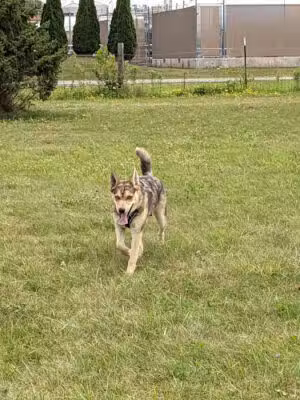 Marvin & Marie Schweers Dog Park - DeForest, WI