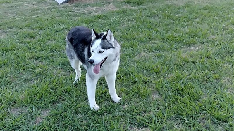 Wiggly Field - Del City, OK