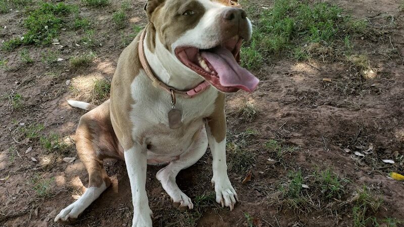 Wiggly Field - Del City, OK