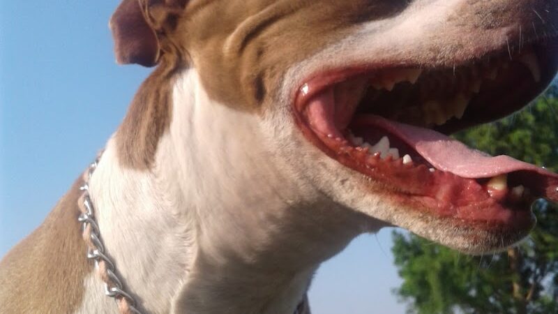 Wiggly Field - Del City, OK