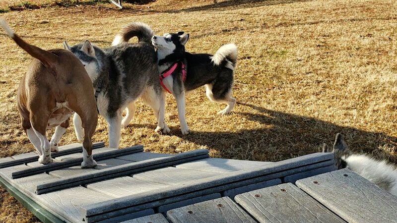 Wiggly Field - Del City, OK