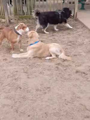 Pennington Park Dog Park - Delanco, NJ