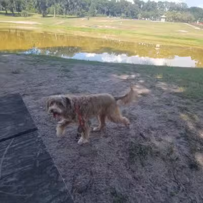 Barkley Square Dog Park - DeLand, FL