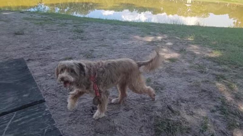 Barkley Square Dog Park - DeLand, FL