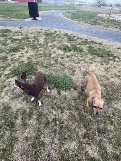 Delano Dog Park - Delano, CA