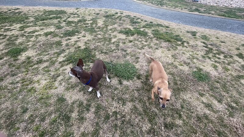 Delano Dog Park - Delano, CA