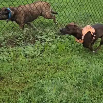 Denison Dog Park - Denison, IA