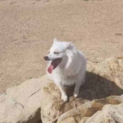 Berkeley Dog Park - Denver, CO