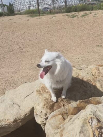 Berkeley Dog Park - Denver, CO