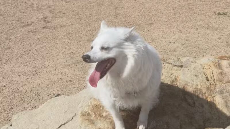 Berkeley Dog Park - Denver, CO