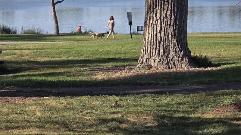 Berkeley Dog Park - Denver, CO