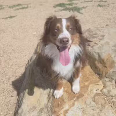 Berkeley Dog Park - Denver, CO
