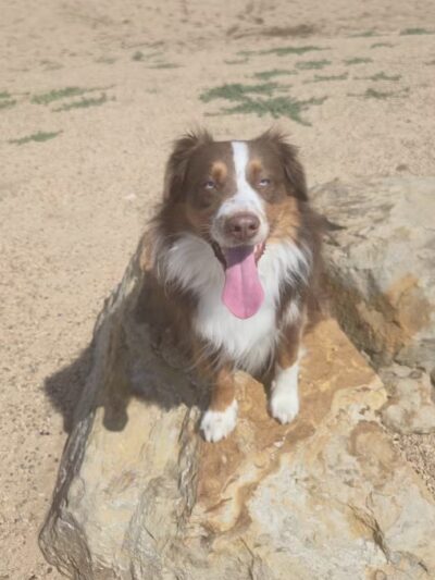 Berkeley Dog Park - Denver, CO