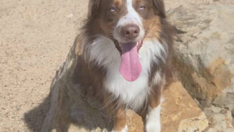 Berkeley Dog Park - Denver, CO