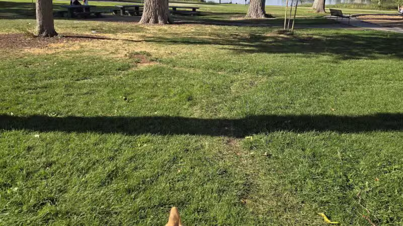 Berkeley Dog Park - Denver, CO