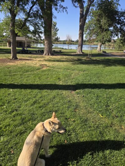 Berkeley Dog Park - Denver, CO