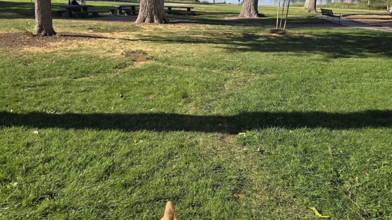 Berkeley Dog Park - Denver, CO