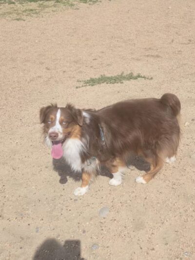 Berkeley Dog Park - Denver, CO