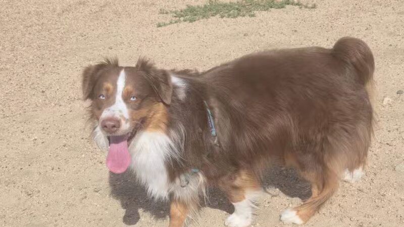 Berkeley Dog Park - Denver, CO