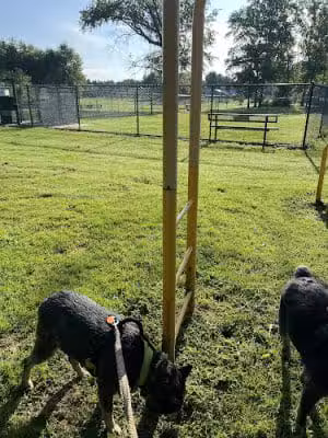 Denver Dog Park - Denver, PA