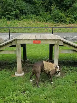 Derby & Ansonia Dog Park - Derby, CT
