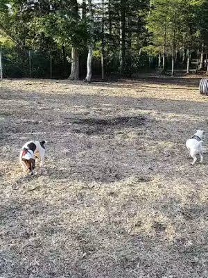 Petsafe Kingdom Dog Park - Derby, VT