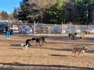 Derry Dog Park - Derry, NH