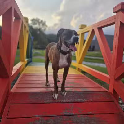 Paws & Pints - Des Moines, IA