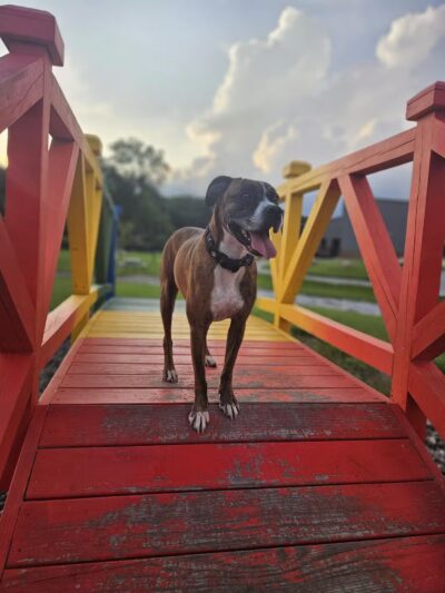 Paws & Pints - Des Moines, IA