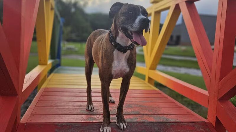 Paws & Pints - Des Moines, IA