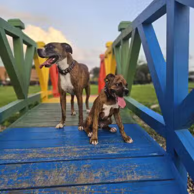Paws & Pints - Des Moines, IA