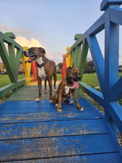 Paws & Pints - Des Moines, IA