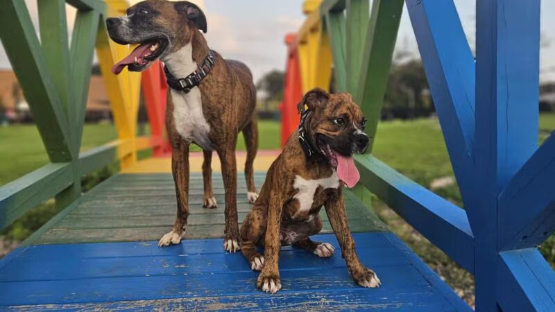 Paws & Pints - Des Moines, IA